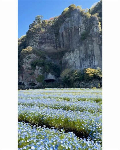 耶馬渓を代表する景勝地のひとつ「青の洞門」では、現在ネモフィラが見頃を迎えています✨（📷4/11撮影）今月中頃まで楽しめる、春限定の景色🌼耶馬渓のダイナミックな渓谷と、ネモフィラブルーの美しいコラボが見られます😊春のお出かけにぜひ✨