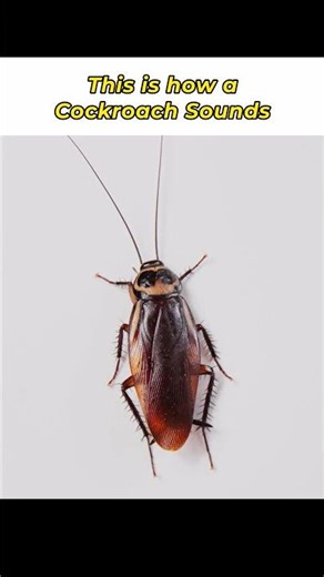 Cockroach Sound #animals #wildlife #insects #shorts