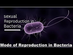 sexual reproduction in Bacteria...transformation in bacteria with diagrams
