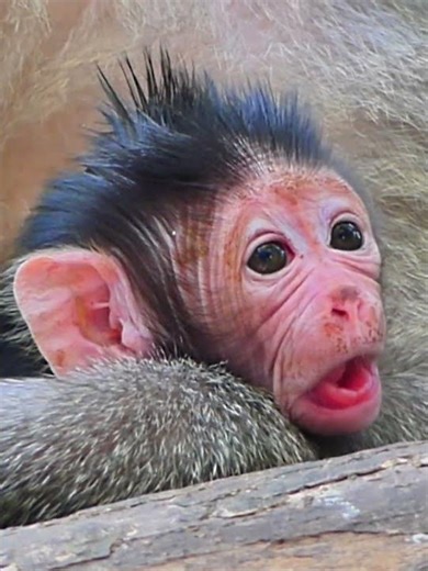 adorable and update newborn in wild 027 #newborn #monkey