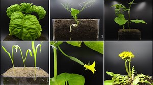 So satisfying: Plants growing timelapse compilation