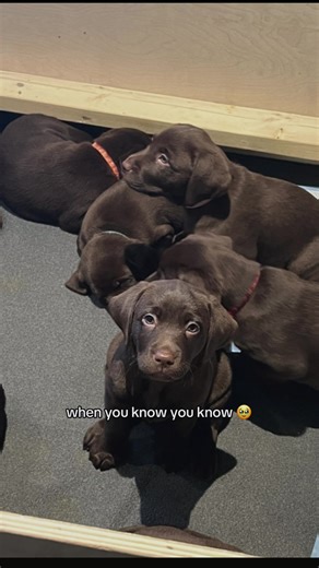 Choosing the Perfect Chocolate Lab Puppy