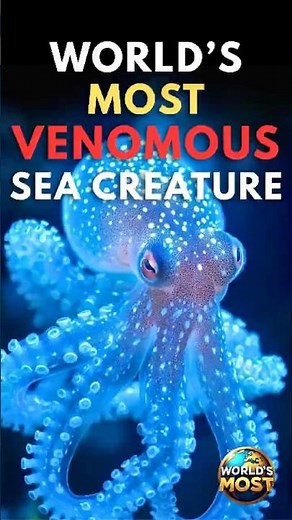 World’s Most Venomous Sea Creature 🪼 | Nature’s Deadliest Killer Alive