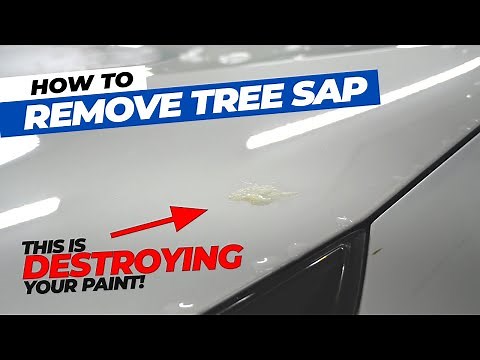 How to safely remove tree sap from your car's paint | Alfred Auto Spa
