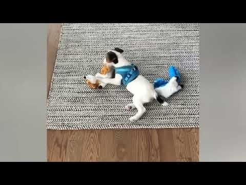 Henry the Jack Russell Terrier Dog Plays with his Fox