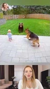 Funny Dog Videos 2025 | Hero Dogs Saving Kids | Funny Animal Videos Compilation