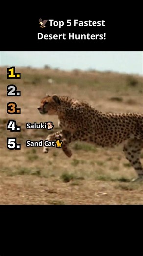🦅Top 5 Fastest Desert Hunters!