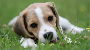175+ Best Beagle Dog Names