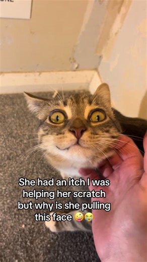 Helping My Three-Legged Cat with an Unreachable Itch