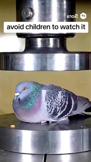 hydraulic pressure on pegon. #hydraulicpress #pegon #danger #foryou #foryourpage