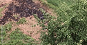 Burnt grass is the result of a fire. dangerous habit of burning grass common among residents of Asia