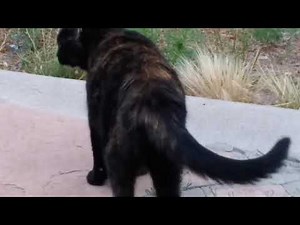 Tarantula hawk vs cat!