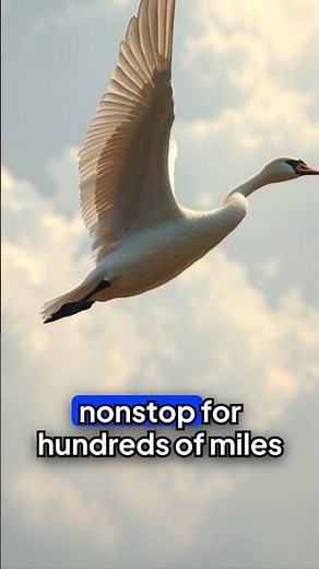 incredible journey of whooper swans 8 000 miles nonstop