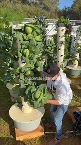 Learn to grow your own food at home👩‍🌾🏡🥬Join free #hydroponics classes Go to profile ☝️