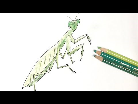 【カマキリ】の描き方！色鉛筆とペンの簡単イラスト【Mantis】
