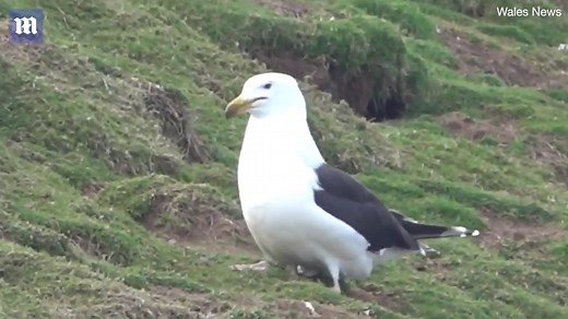 Shocking moment a seagull swallows an entire rabbit alive