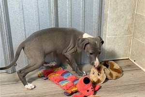Michael - Italian Greyhound Puppy DF3551