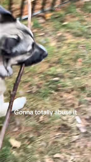 What is it with dogs and their sticks 😂 | maya.and.finn