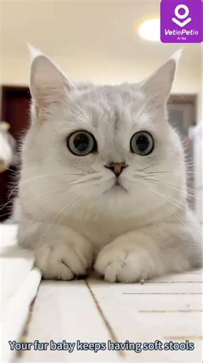 You’re worried that long-term soft stools will harm its gastrointestinal tract but can’t pinpoint the cause? Don’t rush! Download VetiePetie from the Apple App Store. Connect with a vet without an appointment for an oral assessment (to check for digestive abnormalities caused by oral issues) and analyze the root cause of the soft stools. After adding your pet’s profile, the system automatically generates a 3-month guide, covering everything from "gastrointestinal-friendly recipes" to "adjusting 