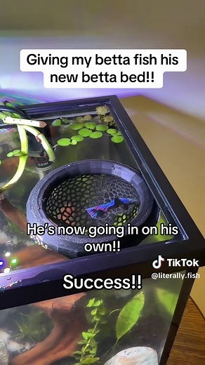 Enhancing Betta Fish Comfort with a Hammock
