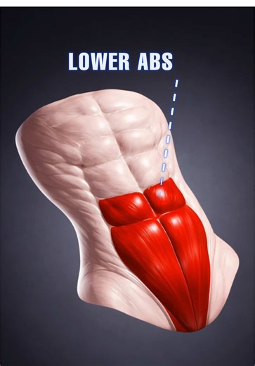 Train Your Lower Abs the Right Way. #lowerabs #coreworkout #abworkout #homeworkout #fitonomyapp