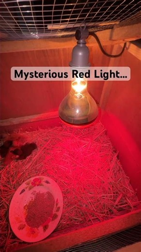 Homemade Chick Brooder #incubator #duckling #homemade #brooder #shorts #cute #pets #duck