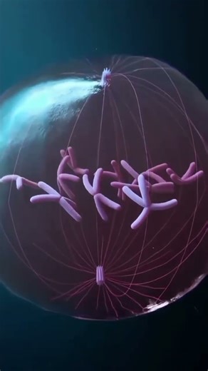 Chromosomes Dancing During Mitosis 🧬 | Cell Division Explained | Botany