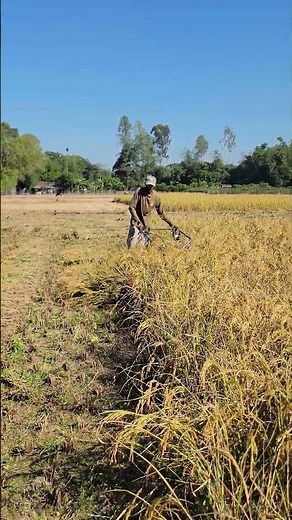 Power Reaper Machine Cutting Paddy at High Speed 🌾💨 | #USA
