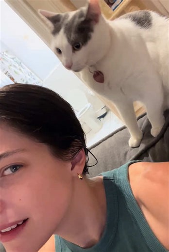 Understanding Cat Attack Patterns: A Guide