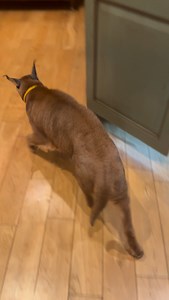 134K views · 5.4K reactions | Feeding Floppa殺 | Pumba Caracal | Facebook