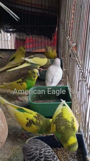 Understanding the Behavior of Budgie Parrots