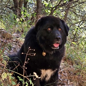 Bhotiya dog in Jungle | Himachali Life