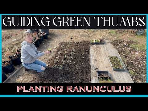 PLANTING RANUNCULUS / COOL SEASON FLOWERS / SPRING GARDEN TIPS