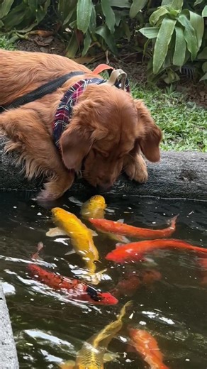 Fish Kiss with Golden Retriever: An Adorable Moment