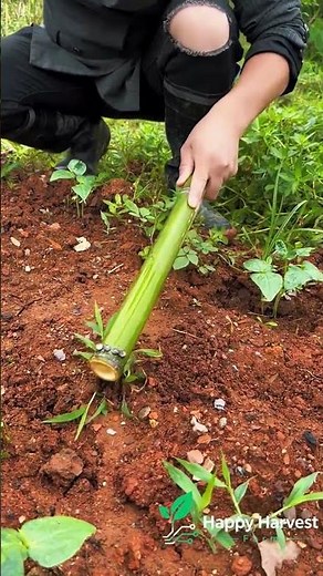 🌱⚙️Simple Bamboo-Handled Weeding Rake: Spiked Design for Efficient Soil Loosening and Debris Removal