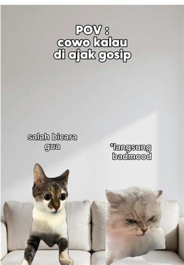 Kucing dan Gosip: POV Cowok di TikTok