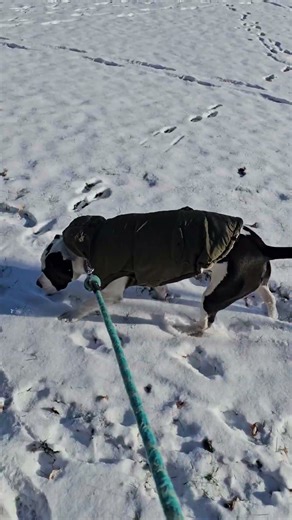 Pittie with army winter jacket. #dog #pitbull #puppy #bulldog #bullybreed #bullylife #winter