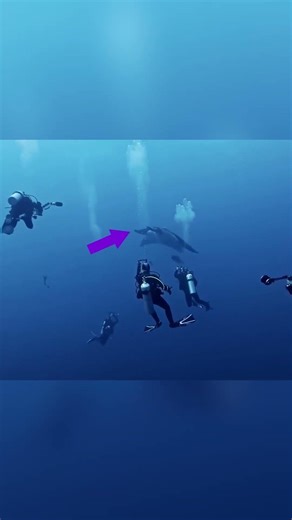 This Fish Can Shock You 😱 Electric Stingray | This fish gives you electric shocks #nature #ocean ...