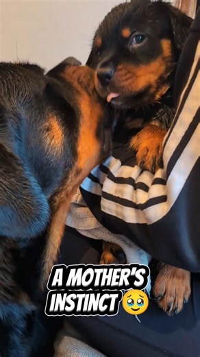 Rottweiler Mum Can’t Stop Cleaning Her Puppy Before He Leaves ❤️