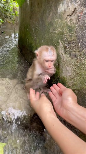 Zim went to the stream to soak his fur, and I found him there.