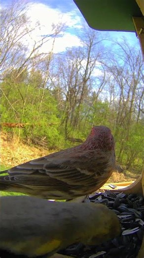 Quiet till the Boss shows up #birdfeeding #birdwatching