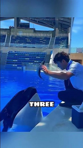 Clever Orca Gets a Full Buffet