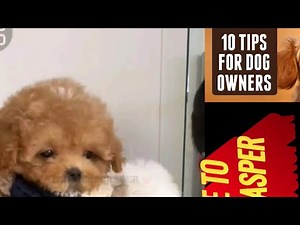 14 MUST-KNOW Tips Every Dog Owner Needs! 🐶 | Make Your Pup Happier & Healthier Today