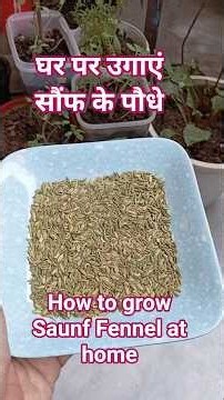 Grow Fresh Organic Fennel Saunf at Home🌱 किचन की सौंफ से पौधा कैसे उगाएं? #shorts