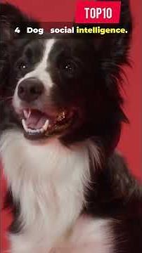 Top 10 smartest animals on eart