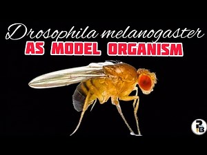 Drosophila melanogaster: As a Model Organism @paperpenbiology