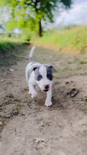 #remix #puppy #bluegrey #youtubeshorts #dog #pitbull #viral