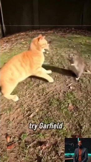 Cat Picks a Fight with a Rat—Instantly Regrets It
