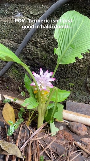 Wander with Plants☘️ | Spotted this beautiful turmeric flower (Curcuma longa) on my walk today 🌿 More than just a pretty bloom it is used in poojas, monsoon... | Instagram