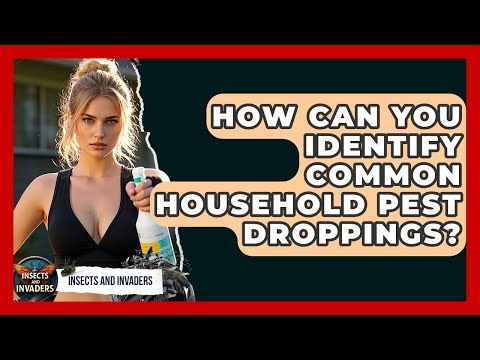 How Can You Identify Common Household Pest Droppings? - Insects and Invaders